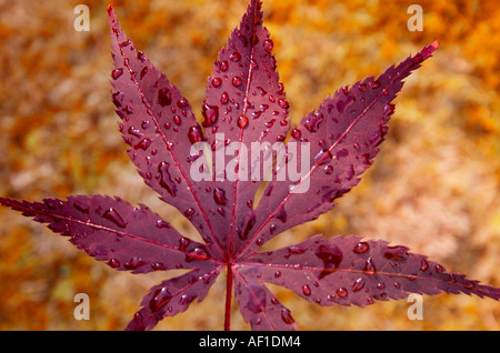 Acer foglia in primo piano in autunno Foto Stock