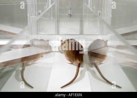 Lab Rat in psicologia sperimenta labirinto di vetro in un laboratorio scientifico Foto Stock