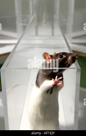 Lab Rat in psicologia sperimenta labirinto di vetro in un laboratorio scientifico Foto Stock