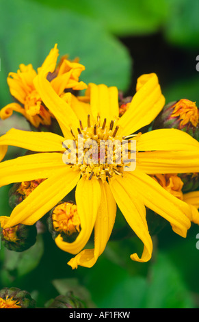Fiori d'estate Ligularia d bellezza scura nel giardino Scotland Regno Unito Foto Stock