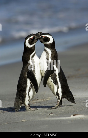 Di corteggiamento tra 2 adulti i pinguini di magellano sulla spiaggia Foto Stock