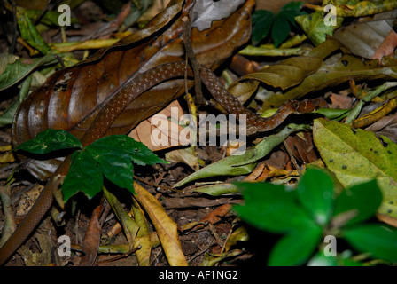 Comune di serpente KEELBACK CHIMMINI SANTUARIO THRISSUR Foto Stock