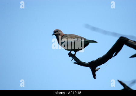 Poco colomba MARRONE IN BHARATPUR Bird Sanctuary RAJASTHAN Foto Stock