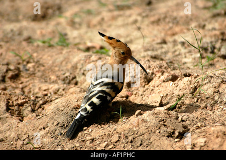 Upupa IN BHARATPUR Bird Sanctuary RAJASTHAN Foto Stock