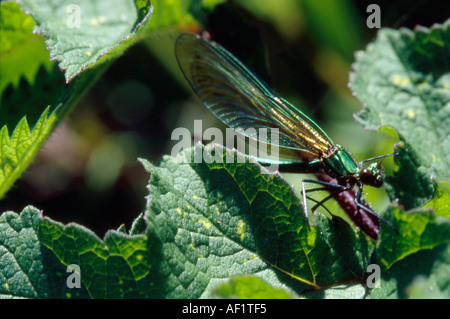 Una fanciulla di sorvolare su foglie verdi vicino a Newbury, Inghilterra Foto Stock