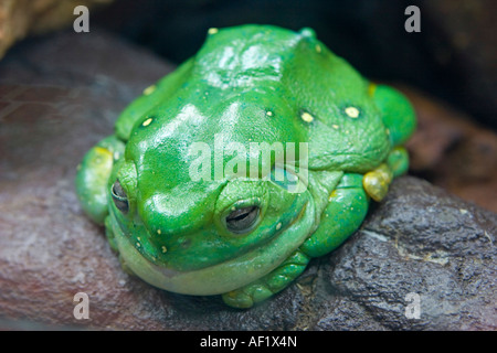 Splendida Raganella ' veleno Principe ' Foto Stock