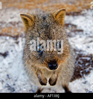 Un Quokka (Setonix brachyurus), sull'Isola di Rottnest, Australia occidentale Foto Stock