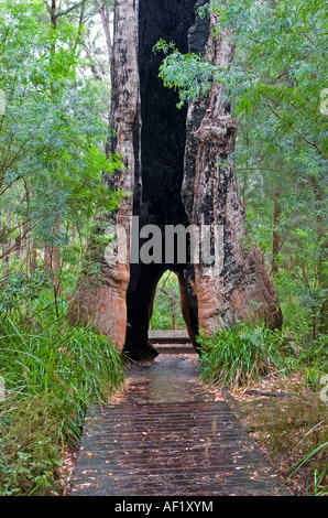 Albero Gigante nella Valle dei Giganti, vicino a Danimarca, Australia occidentale Foto Stock