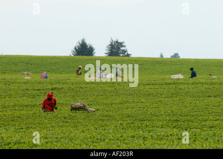 Bellissimo e ben tenuto tea estates vicino a Kericho nel Kenya occidentale Africa Orientale raccoglitori di tè può essere visto raccogliere le foglie Foto Stock