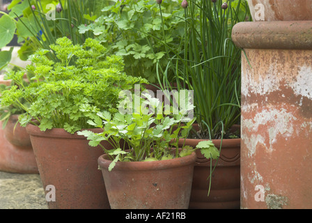 Varie erbe in vasi di terracotta sul giardino patio NORFOLK REGNO UNITO può Foto Stock