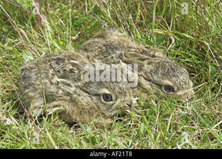 Leverets nascondono NORFOLK REGNO UNITO Giugno Foto Stock