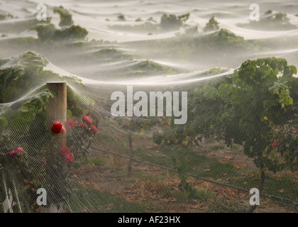 Rose rosse e una rete di protezione che copre i vitigni in una Nuova Zelanda vigneto Foto Stock