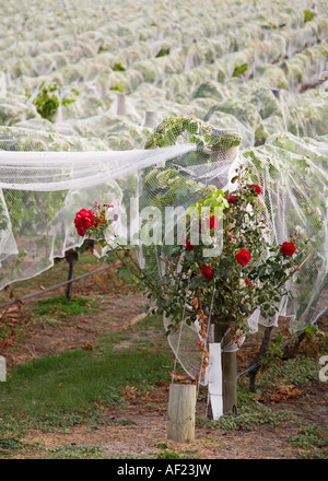Rose rosse e una rete di protezione che copre i vitigni in una Nuova Zelanda vigneto Foto Stock