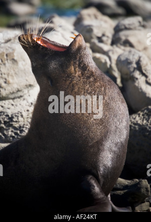 Un marrone pelliccia sigillo sbadigli, circondata da rocce in una giornata di sole, Nuova Zelanda Foto Stock