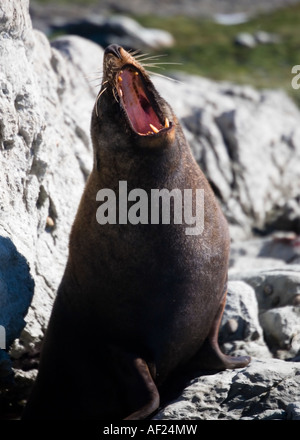 Un marrone pelliccia sigillo sbadigli, circondata da rocce in una giornata di sole, Nuova Zelanda Foto Stock