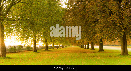 Alberi Avenue dalla lunga passeggiata al Castello di Windsor Windsor Berkshire England Regno Unito Foto Stock