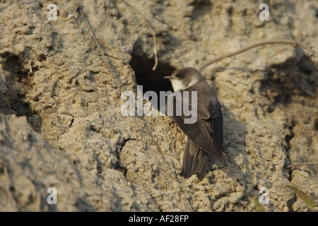 Sabbia martin (Riparia Riparia), di fronte alla grotta di allevamento, Germania, Schleswig-Holstein Foto Stock