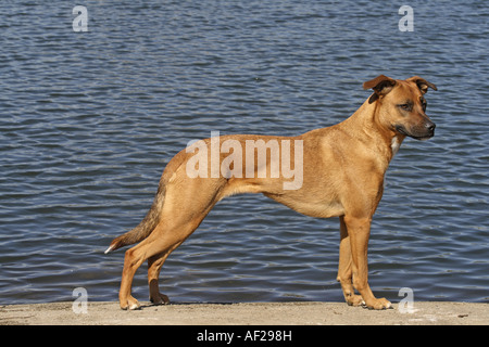 Cane domestico (Canis lupus f. familiaris), Malinois mezza razza, in piedi alla riva del fiume Foto Stock