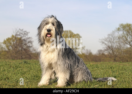 Collie barbuto (Canis lupus f. familiaris), seduti in un prato, Germania Foto Stock