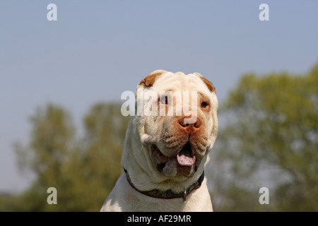 Shar Pei, Cinese Shar-Pei (Canis lupus f. familiaris), ritratto Foto Stock