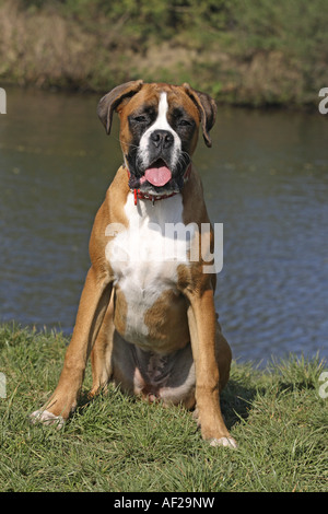 Boxer tedesche (Canis lupus f. familiaris), seduto presso la riva del fiume Foto Stock