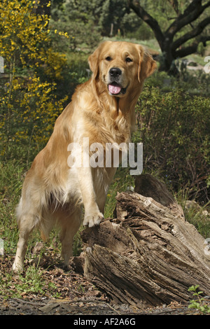 Golden Retriever (Canis lupus f. familiaris), seduto in un giardino Foto Stock