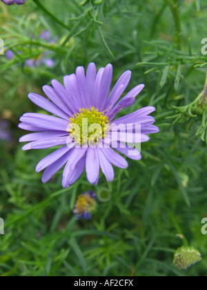 Fiume Swan Daisy, tagliare la foglia (Daisy Brachyscome multifida, Brachycome multifida), infiorescenza Foto Stock