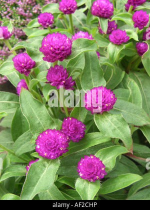 Amaranto a globo (Gomphrena globosa), fioritura Foto Stock