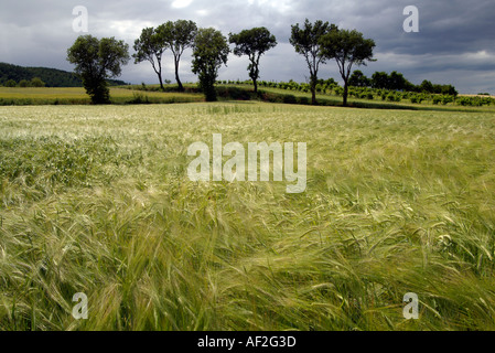 A profilarsi la linea di alberi e un campo di grano Foto Stock