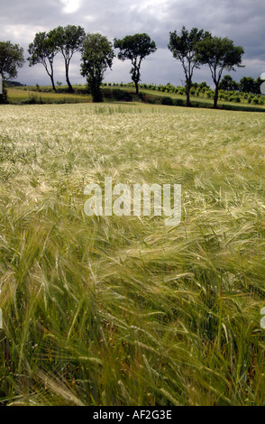 A profilarsi la linea di alberi e un campo di grano Foto Stock