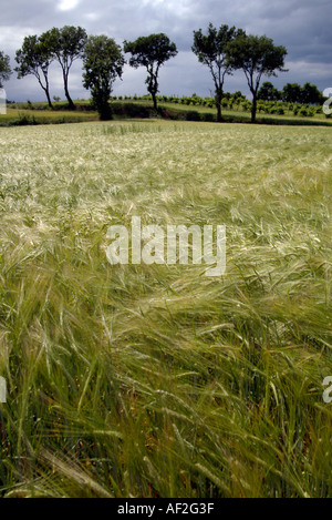 A profilarsi la linea di alberi e un campo di grano Foto Stock