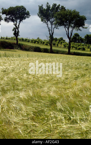 A profilarsi la linea di alberi e un campo di grano Foto Stock