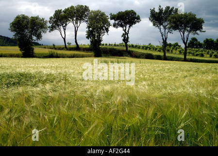 A profilarsi la linea di alberi e un campo di grano Foto Stock