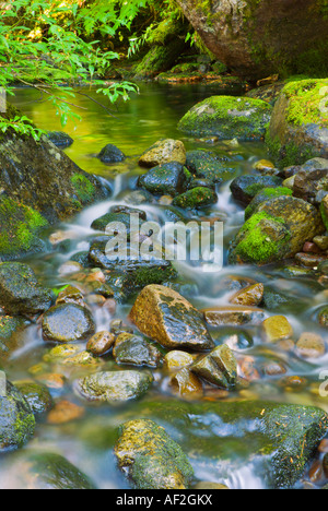 Nickel Creek Il Parco Nazionale del Monte Rainier Washington Foto Stock