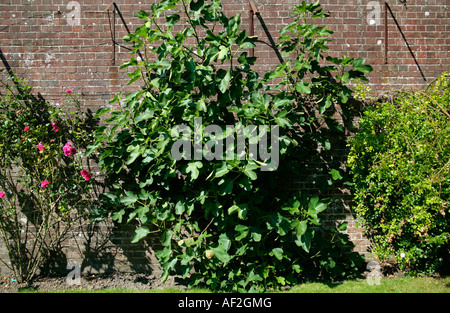 Albero di Fig cresciuto contro muro di mattoni rossi giardino in tarda estate, West Sussex, Inghilterra, Regno Unito Foto Stock