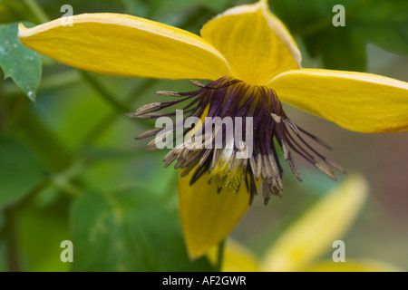 Fiore del Clematis Foto Stock