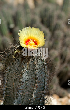 Cactus (Astrophytum capricorne) in fiore Foto Stock