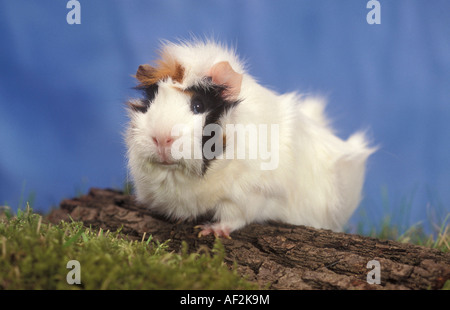 In rosette cavia Foto Stock