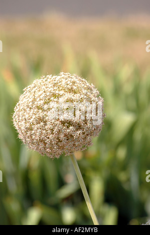 Cipolla gigante Allium giganteum anche chiamato Giant Allium Foto Stock