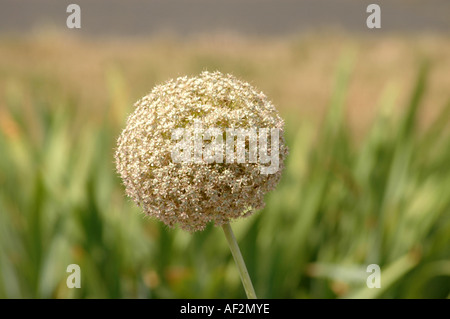 Cipolla gigante Allium giganteum anche chiamato Giant Allium Foto Stock