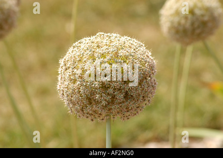 Cipolla gigante Allium giganteum anche chiamato Giant Allium Foto Stock