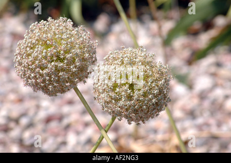 Cipolla gigante Allium giganteum anche chiamato Giant Allium Foto Stock