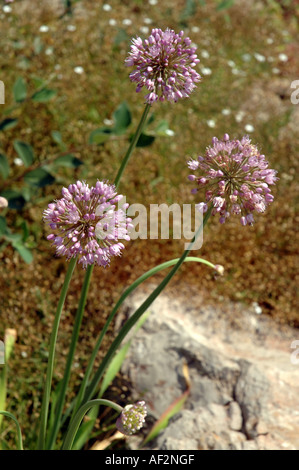 Il tedesco aglio Allium senescens chiamato anche cavatappi cipolla ornamentali Foto Stock