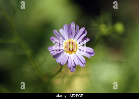 Fiume Swan Daisy Brachyscome iberidifolia anche chiamato Brachicome blu Foto Stock