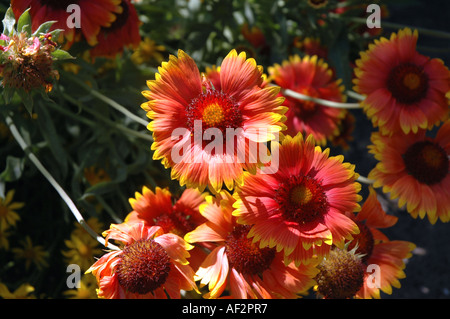 Comune Gaillardia gaillardia aristata anche chiamato fiore di caucciù o Firewheel Foto Stock