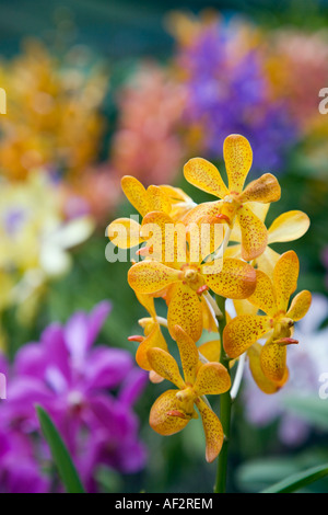 Giallo Dendrobium orchid fiori vicino piante colorate fuori fuoco dietro Foto Stock