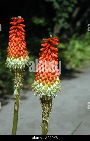 Torcia lily Kniphofia uvaria anche chiamato Tritoma o Red Hot Poker Foto Stock