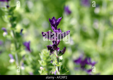 Horminum Salvia Salvia viridis o il sinonimo di Salvia horminum chiamato anche dipinto di salvia Foto Stock