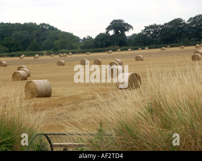 Balle rotonde in attesa di essere raccolte da un campo dopo la raccolta ha avuto luogo. Foto Stock