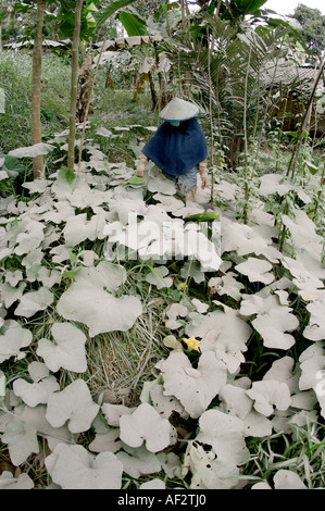 Ceneri vulcaniche copre centinaia di villaggi e terreni agricoli dopo il vulcano Merapi erutta, in Java, Indonesia. Foto Stock